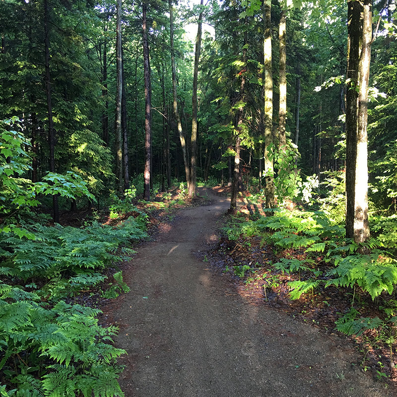 Broyage forestier - sentier 4